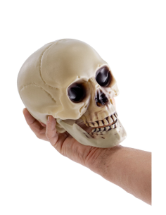 Teschio con mandibola mobile 18cm