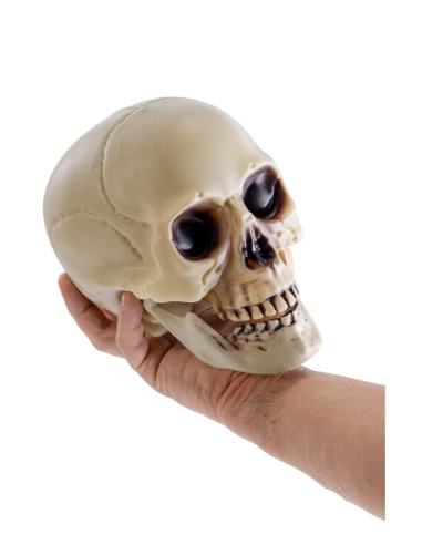 Teschio con mandibola mobile 18cm